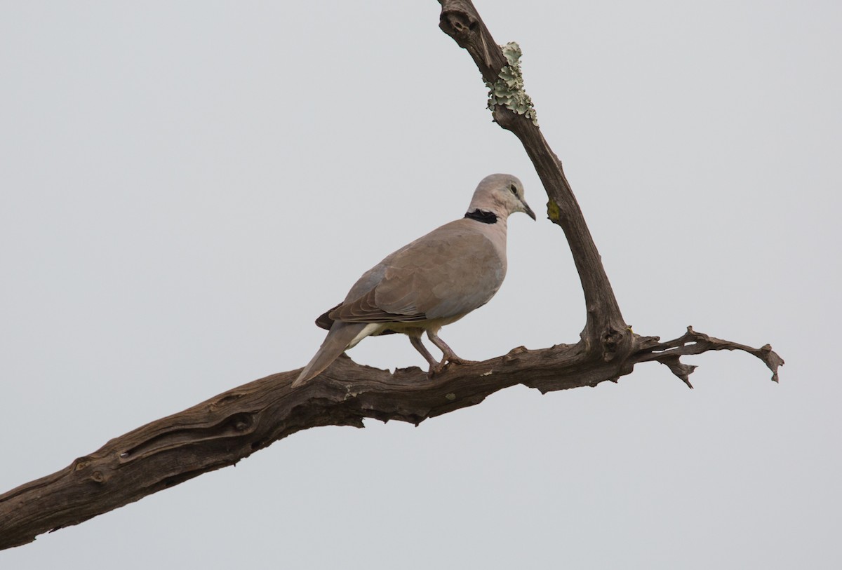 Red-eyed Dove - Janis Grant