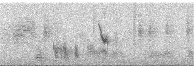 Long-tailed Mockingbird - ML217548481