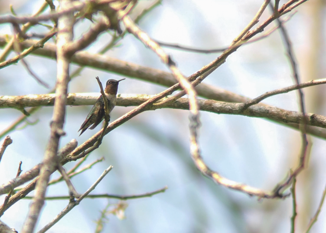 Ruby-throated Hummingbird - Joshua Covill
