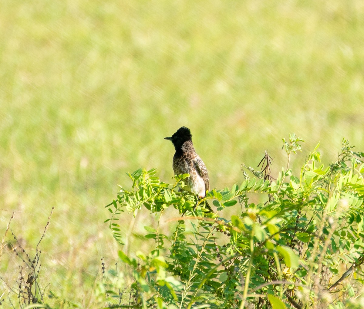 Red-vented Bulbul - ML217553231