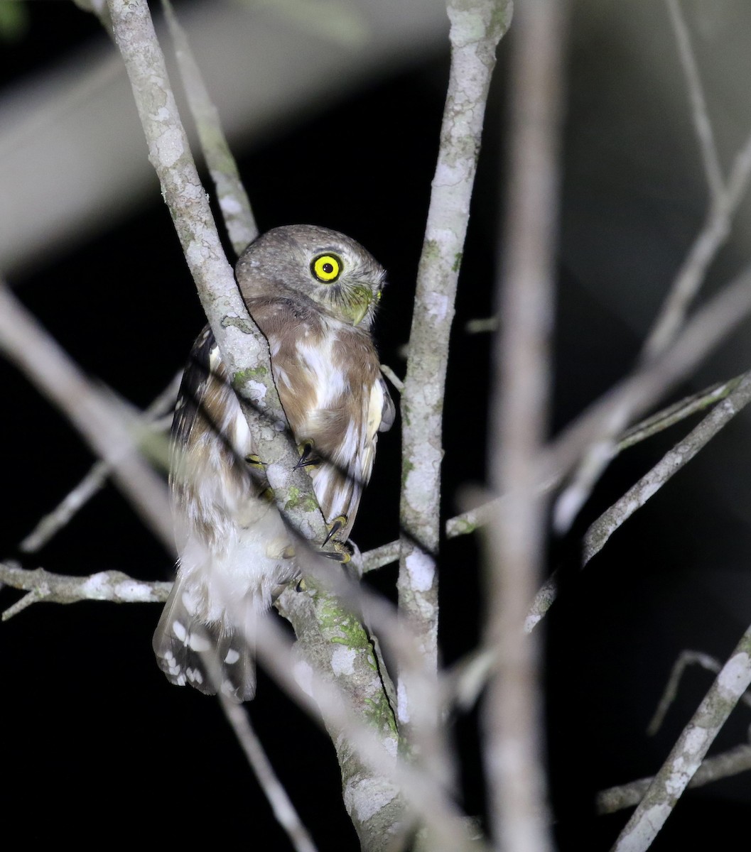 Least Pygmy-Owl - Daniel Branch