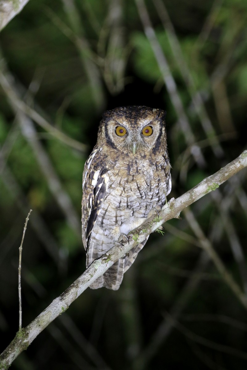 Black-capped Screech-Owl - Daniel Branch