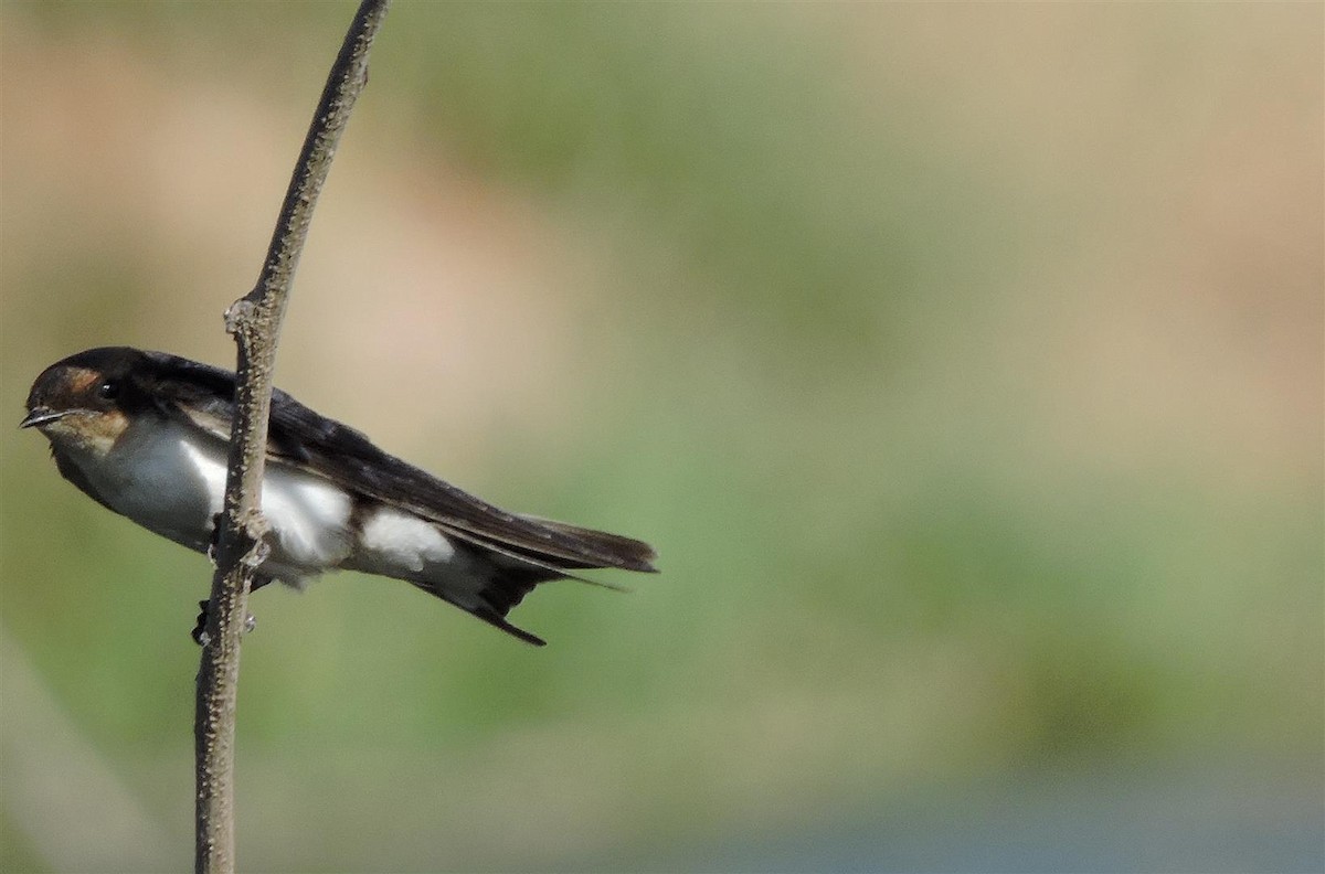 Wire-tailed Swallow - ML21755691