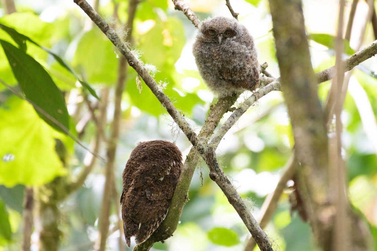 Bare-shanked Screech-Owl - Matthew Bell