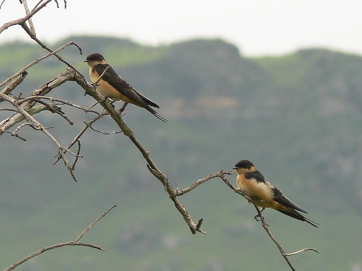 Red-throated Swallow - Tony King