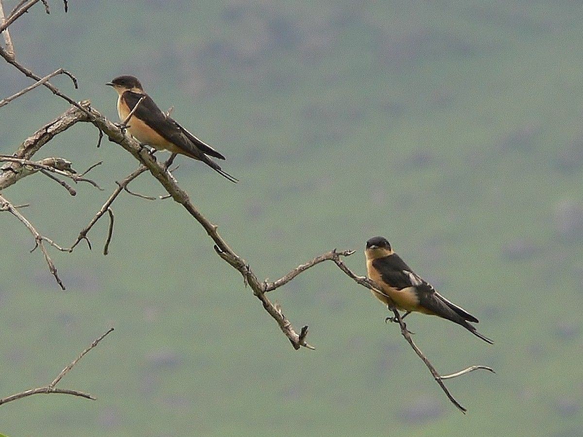 Red-throated Swallow - ML217559011