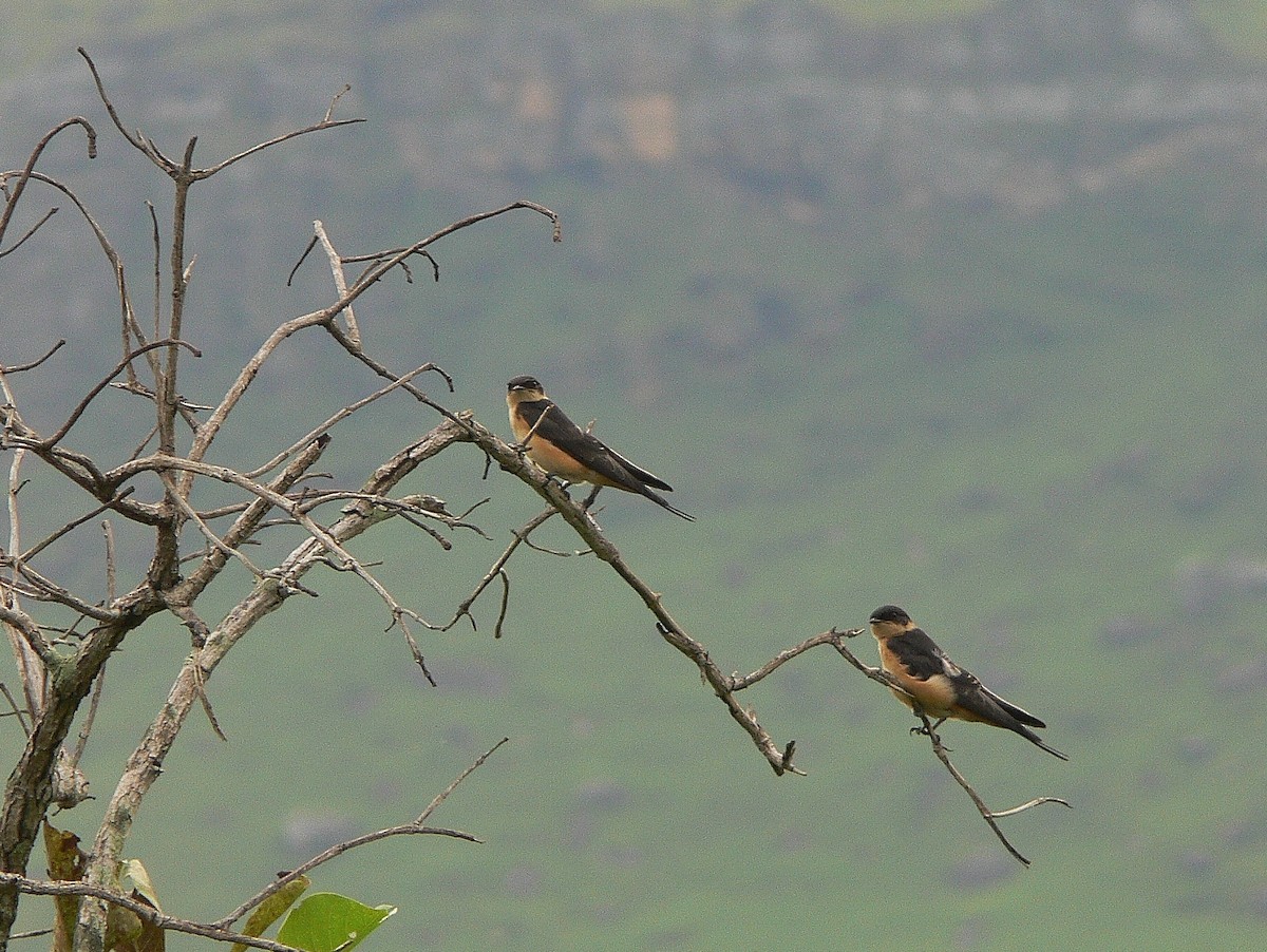 Red-throated Swallow - ML217559051