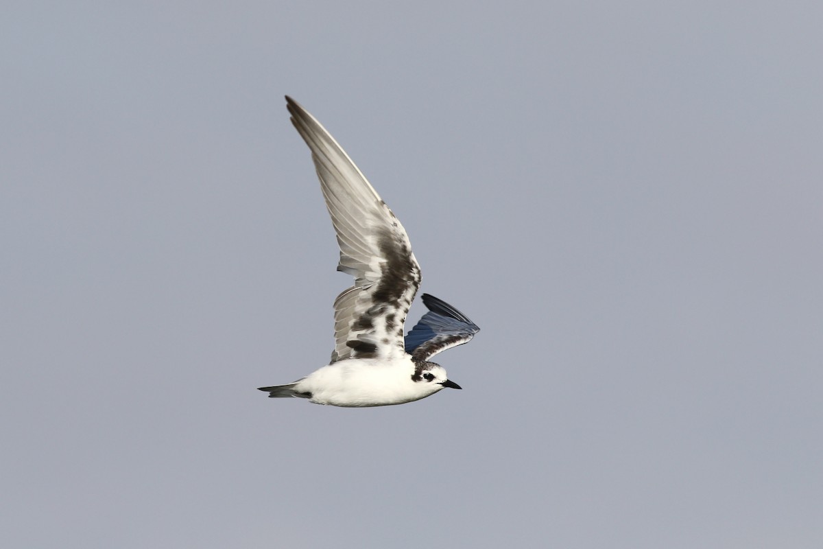 White-winged Tern - Nick Bonomo