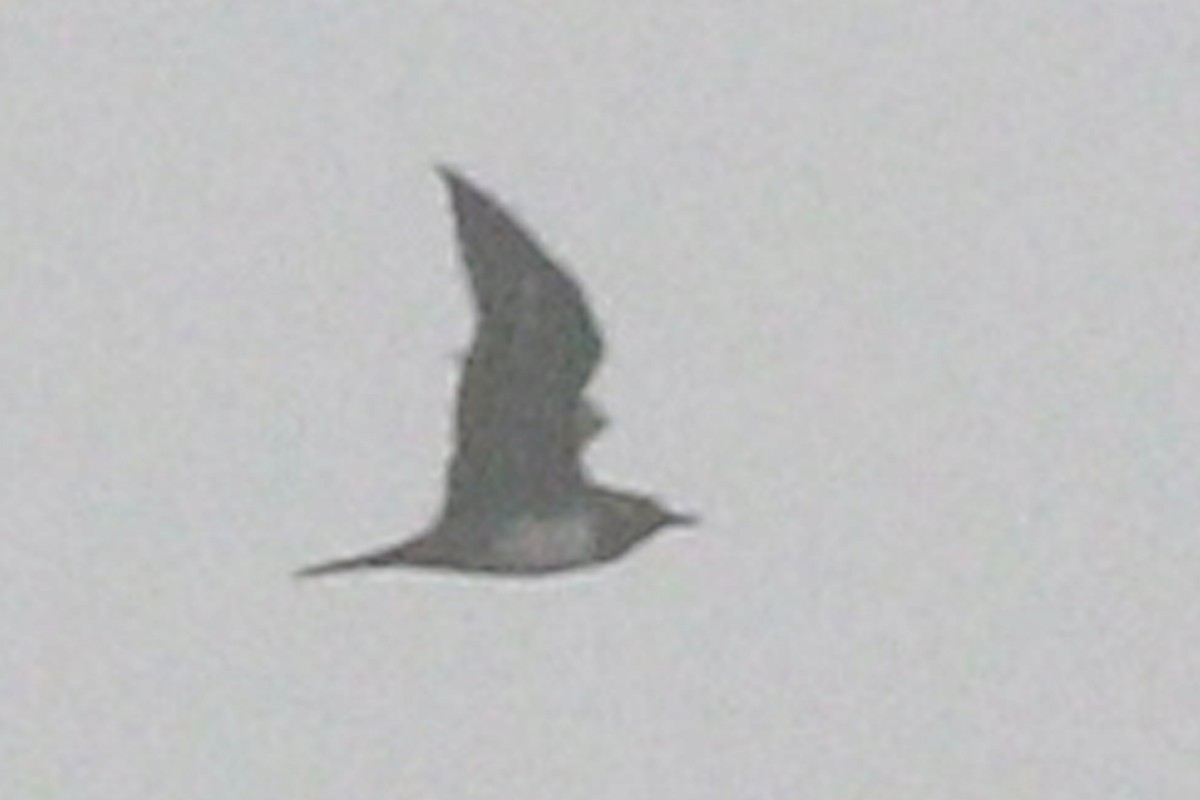 Long-tailed Jaeger - ML217560731