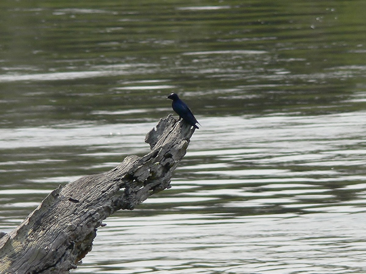 White-throated Blue Swallow - ML217561091