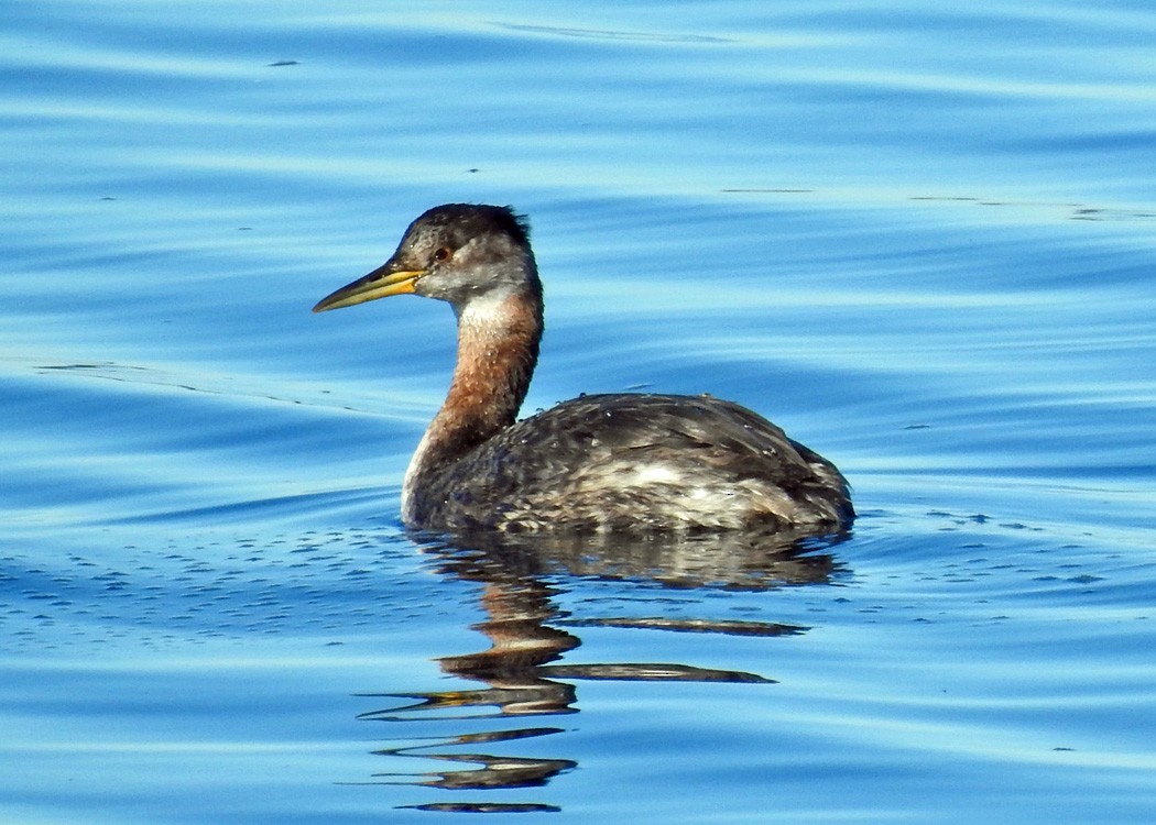 Red-necked Grebe - ML217561201