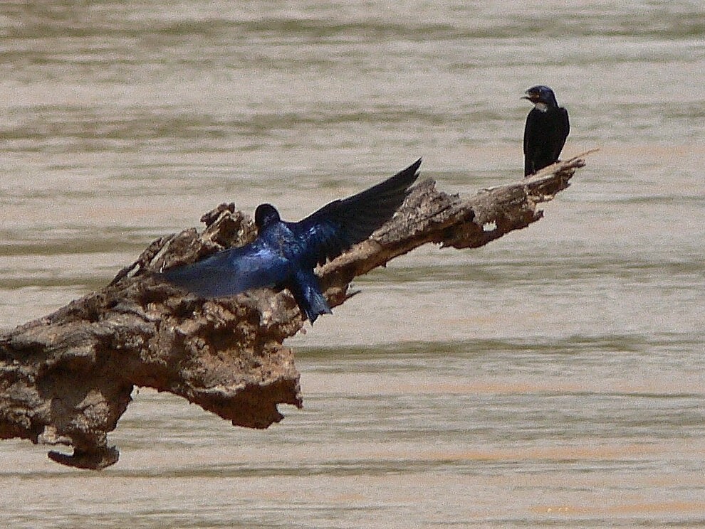 White-throated Blue Swallow - Tony King