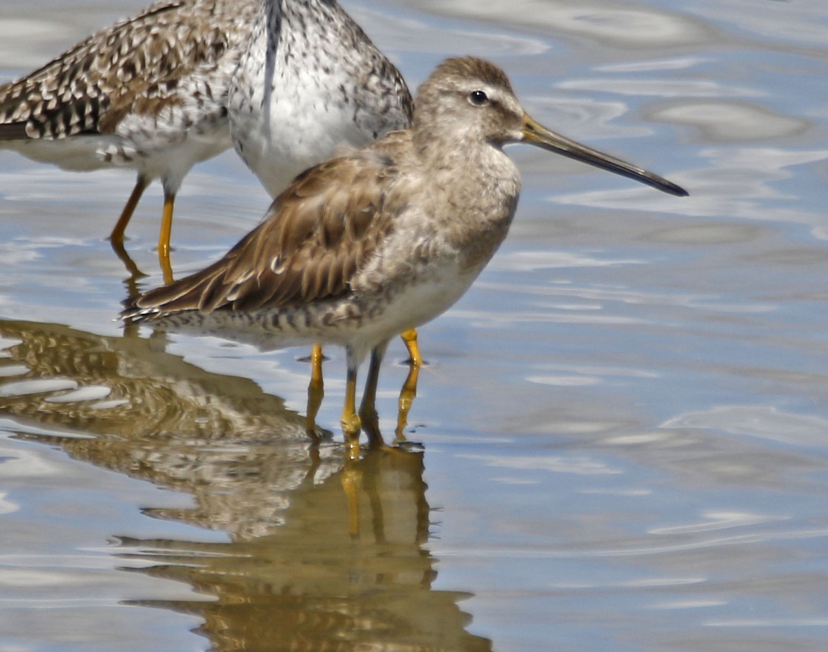 Long-billed Dowitcher - ML217568181