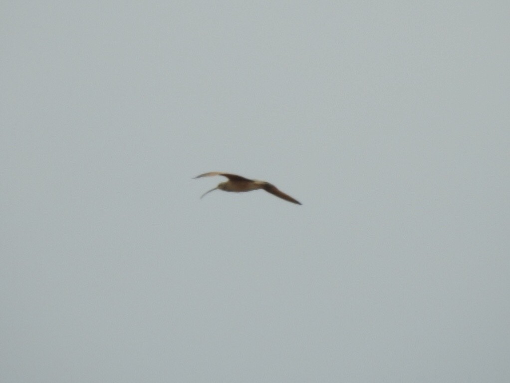 Long-billed Curlew - ML217568591