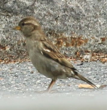 House Sparrow - ML21756991