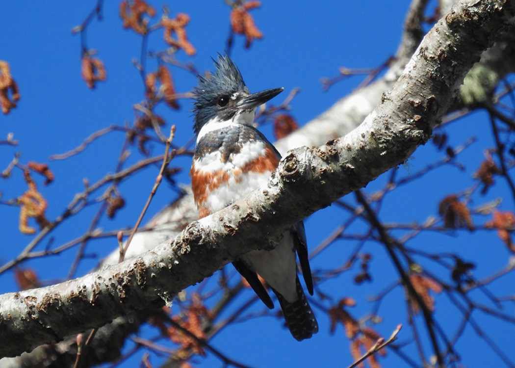 Belted Kingfisher - ML217570241