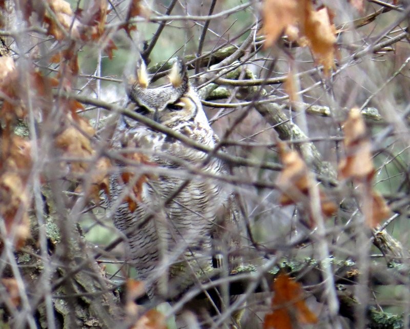 Great Horned Owl - ML21757061
