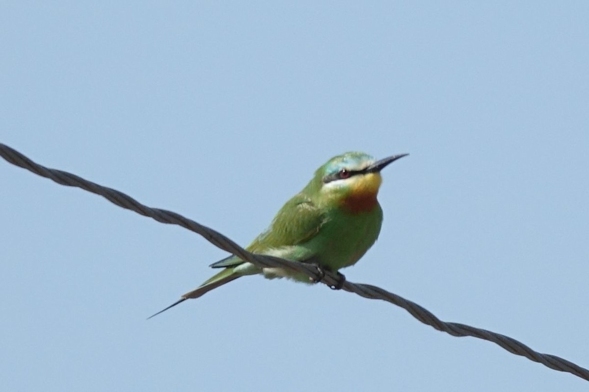 Blue-cheeked Bee-eater - ML217570941