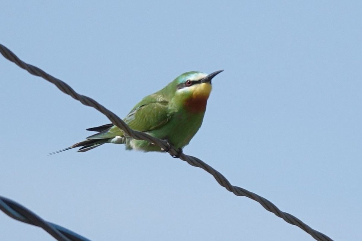 Blue-cheeked Bee-eater - ML217570951