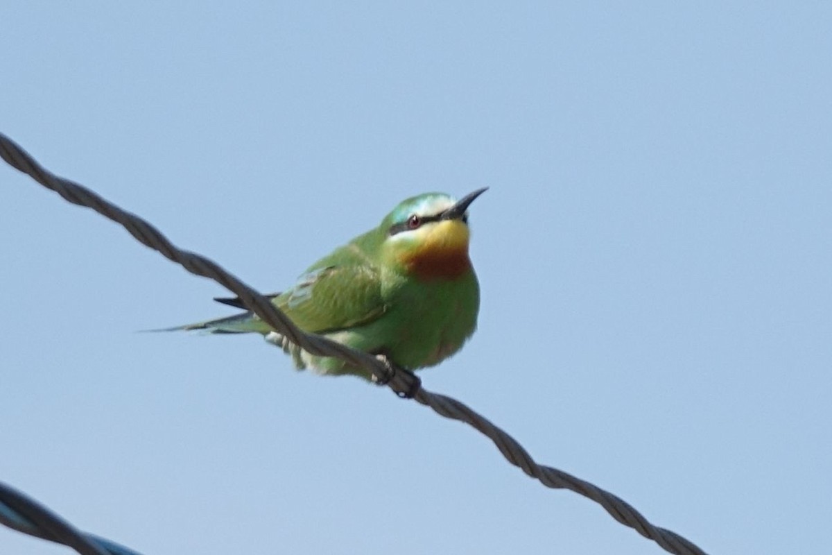 Blue-cheeked Bee-eater - ML217570961