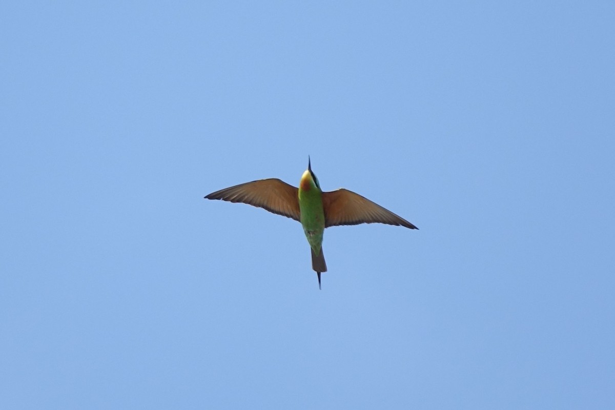 Blue-cheeked Bee-eater - ML217570971