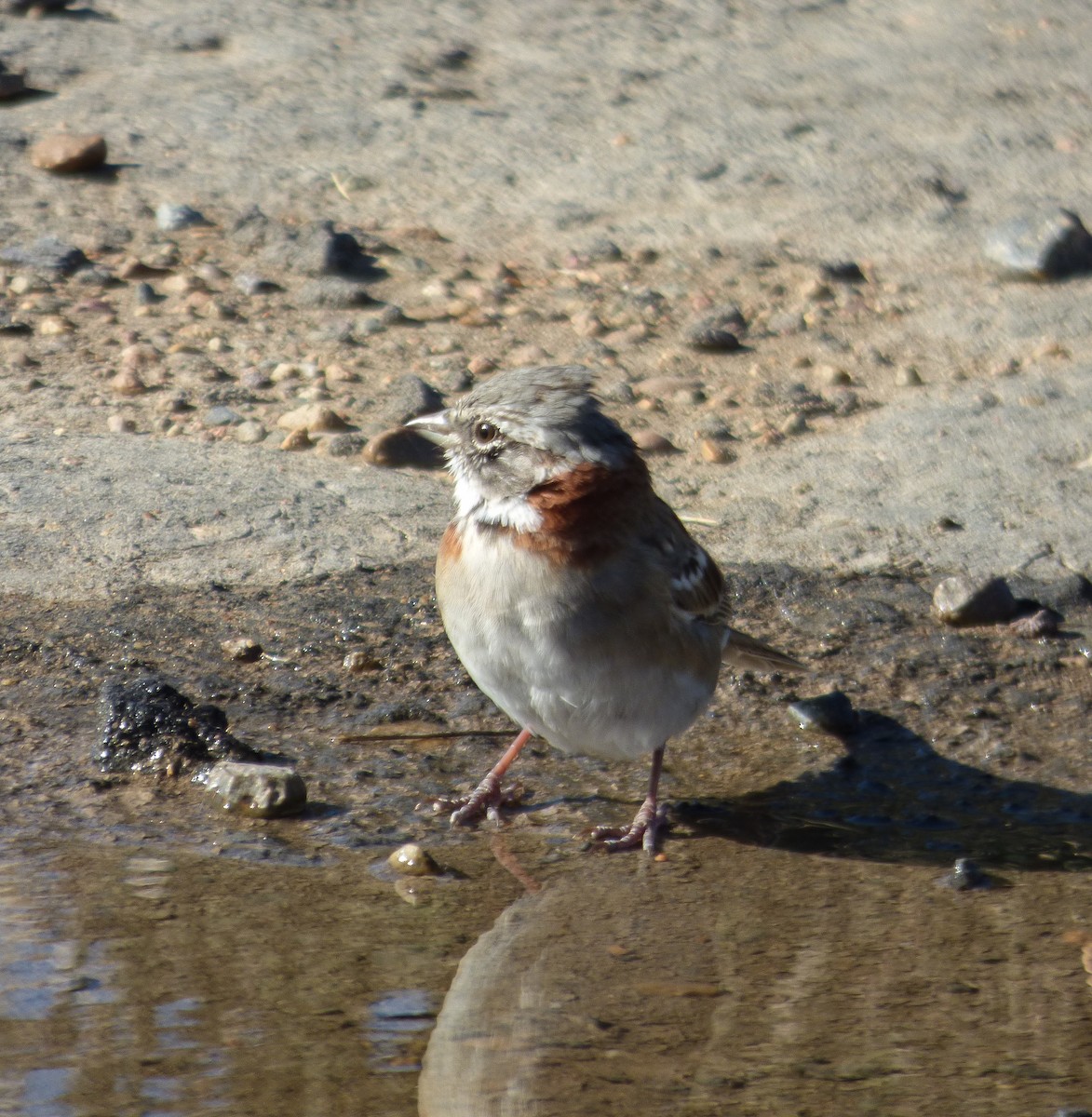 Rufous-collared Sparrow - ML217571271