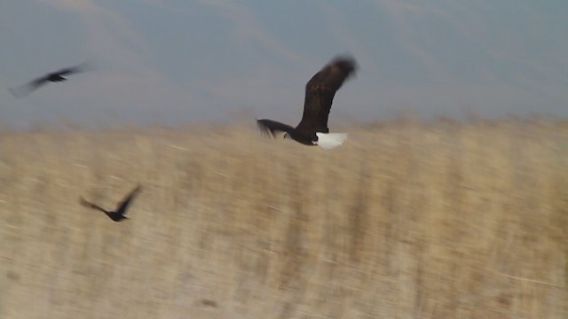 Cold snap no match for bald eagles