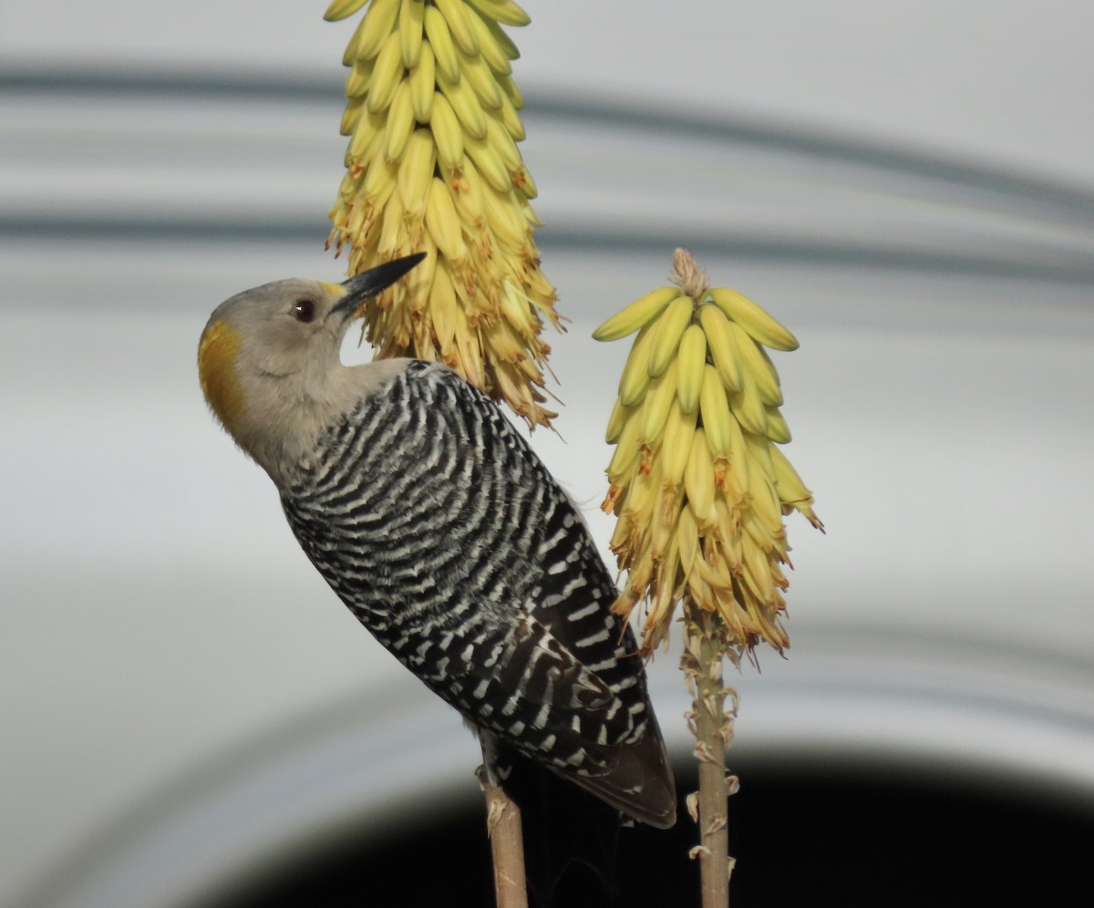 Golden-fronted Woodpecker - ML217575981