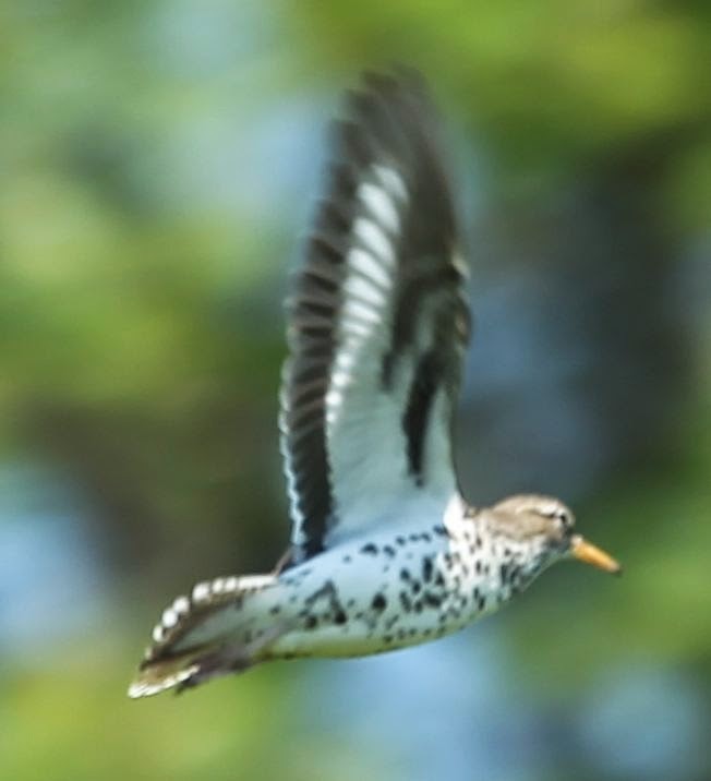 Spotted Sandpiper - sicloot