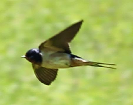 Barn Swallow - sicloot