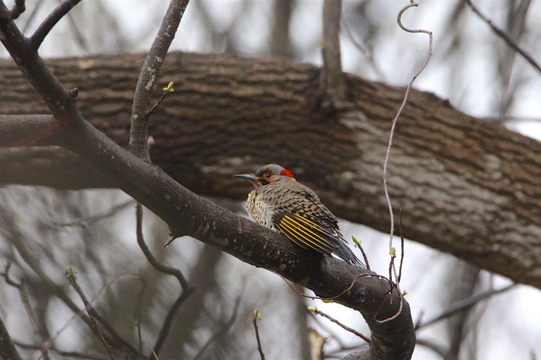 Northern Flicker - Vickie Baily