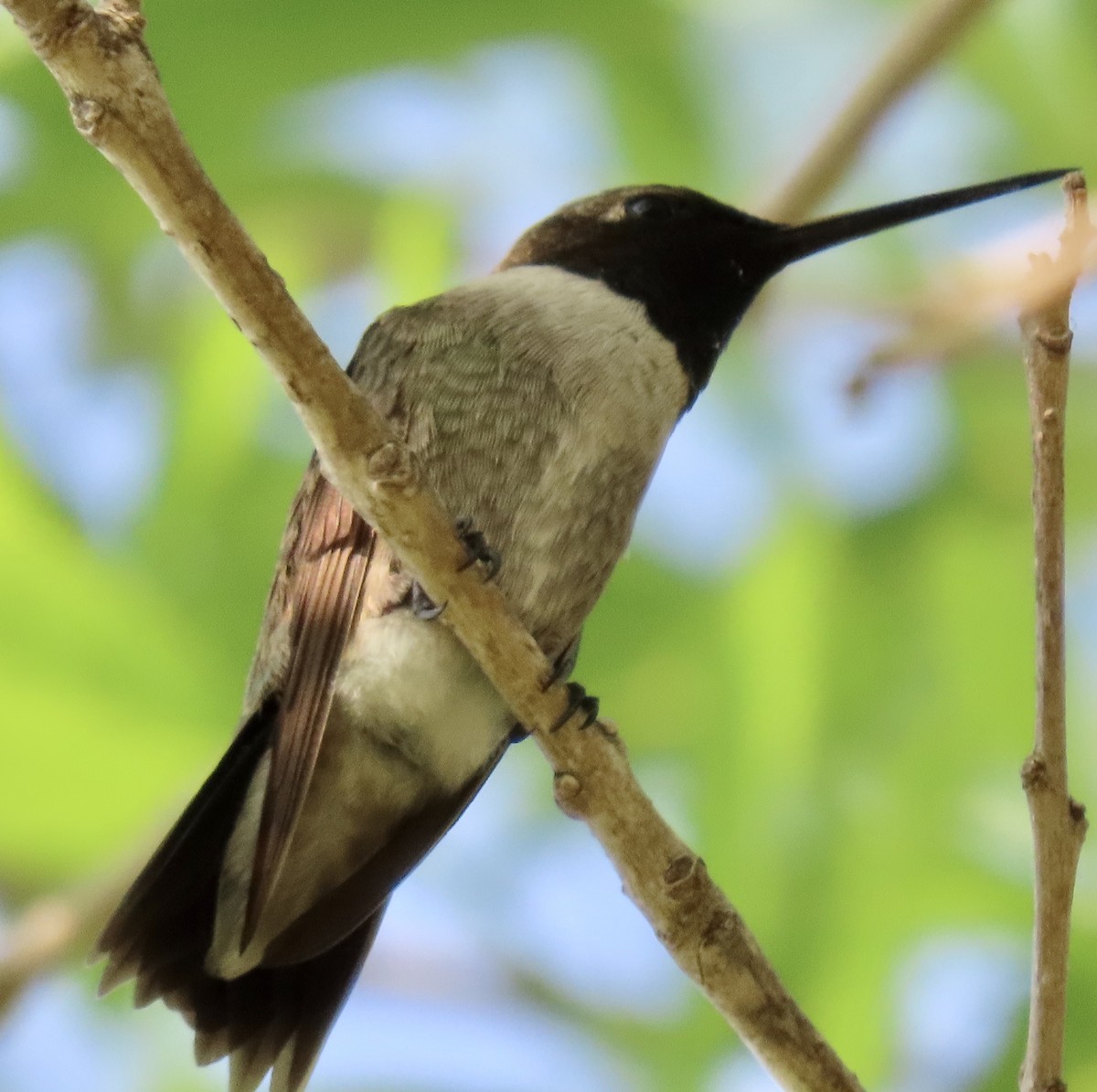 Black-chinned Hummingbird - Suzanne Roberts