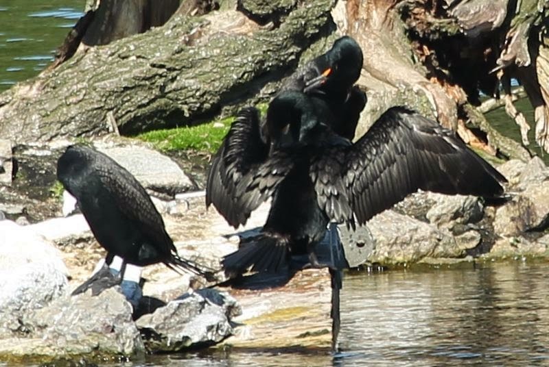 Double-crested Cormorant - sicloot