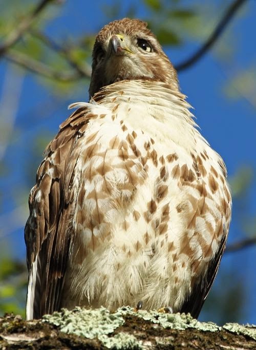 Red-tailed Hawk - ML21758151
