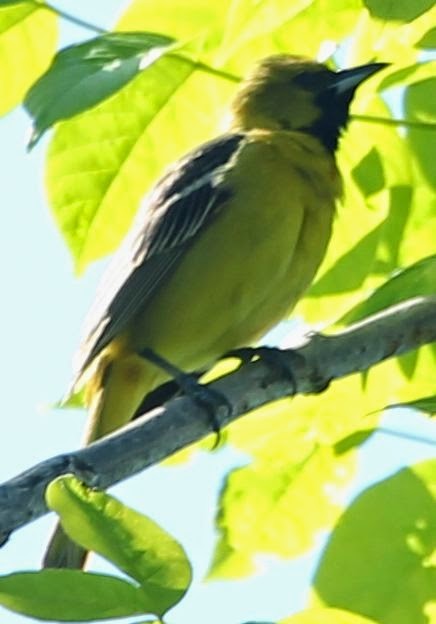 Orchard Oriole - ML21758311