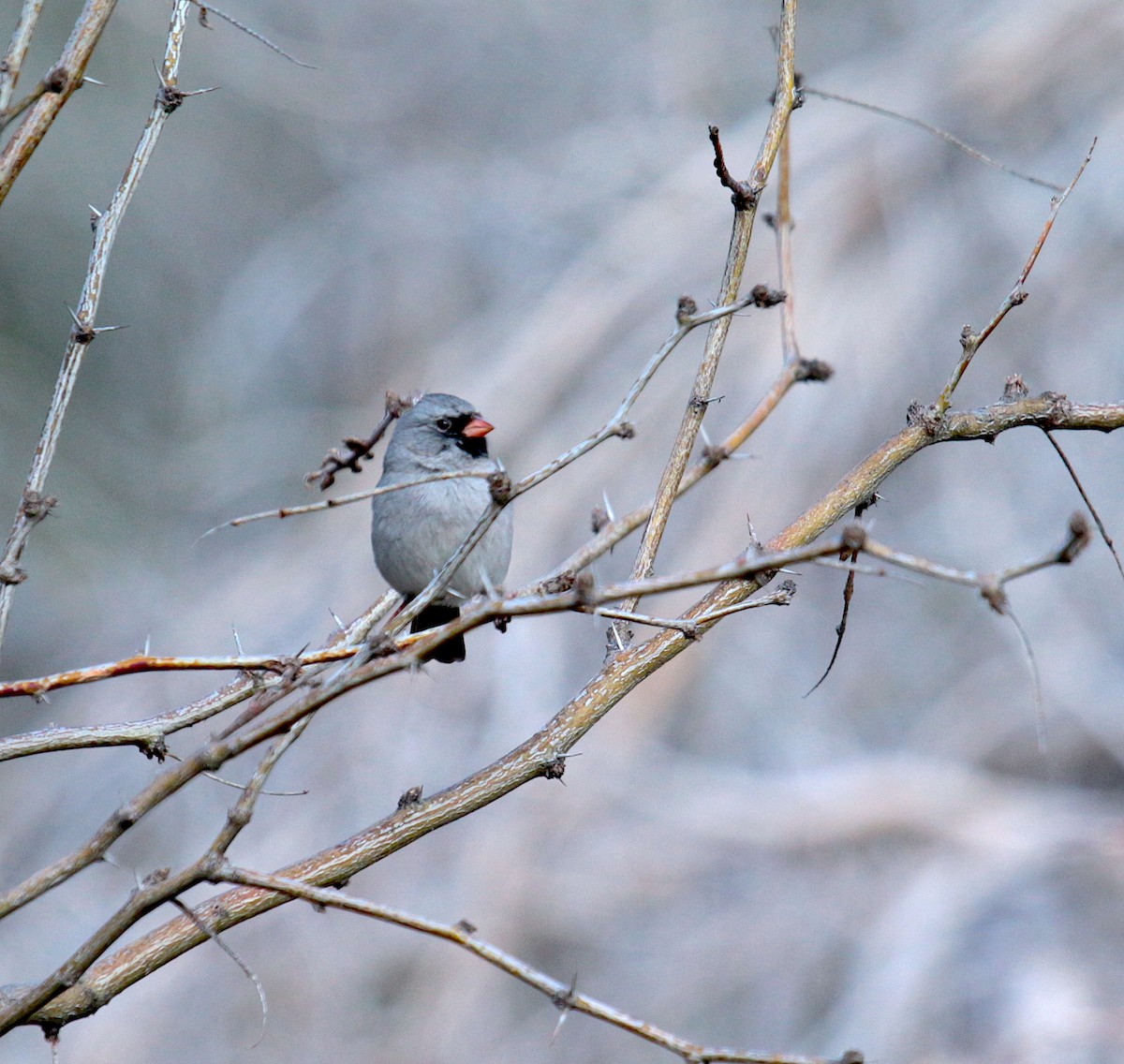 Black-chinned Sparrow - ML217586401