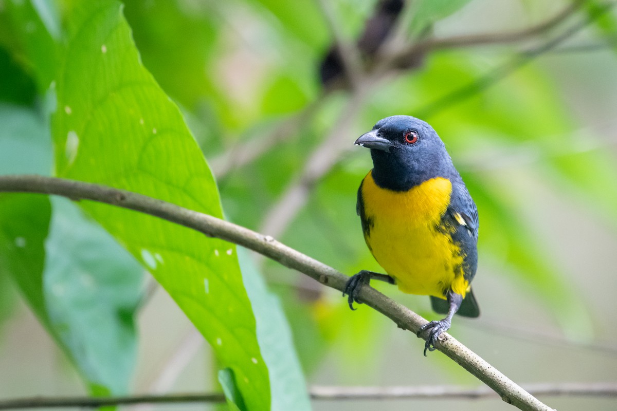 Blue-and-gold Tanager - ML217589101