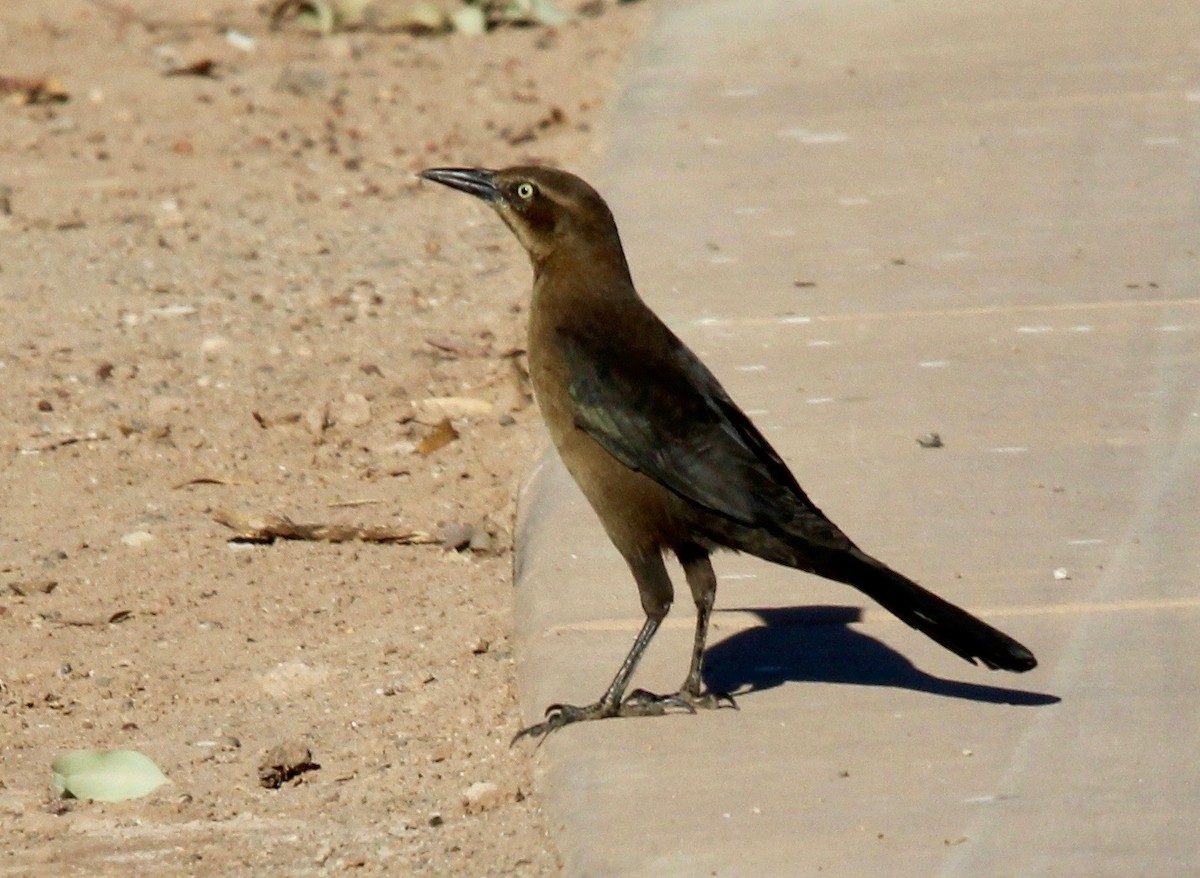 Great-tailed Grackle - ML217591191