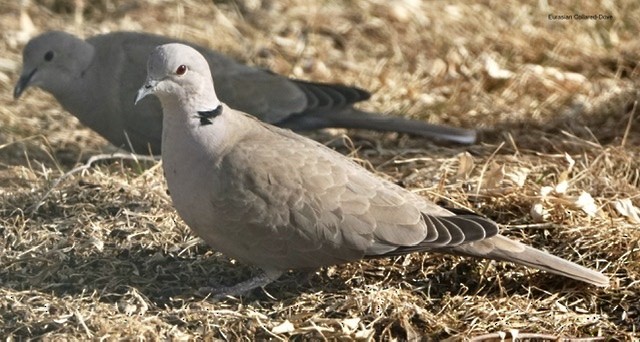 Eurasian Collared-Dove - Gaylen Jensen