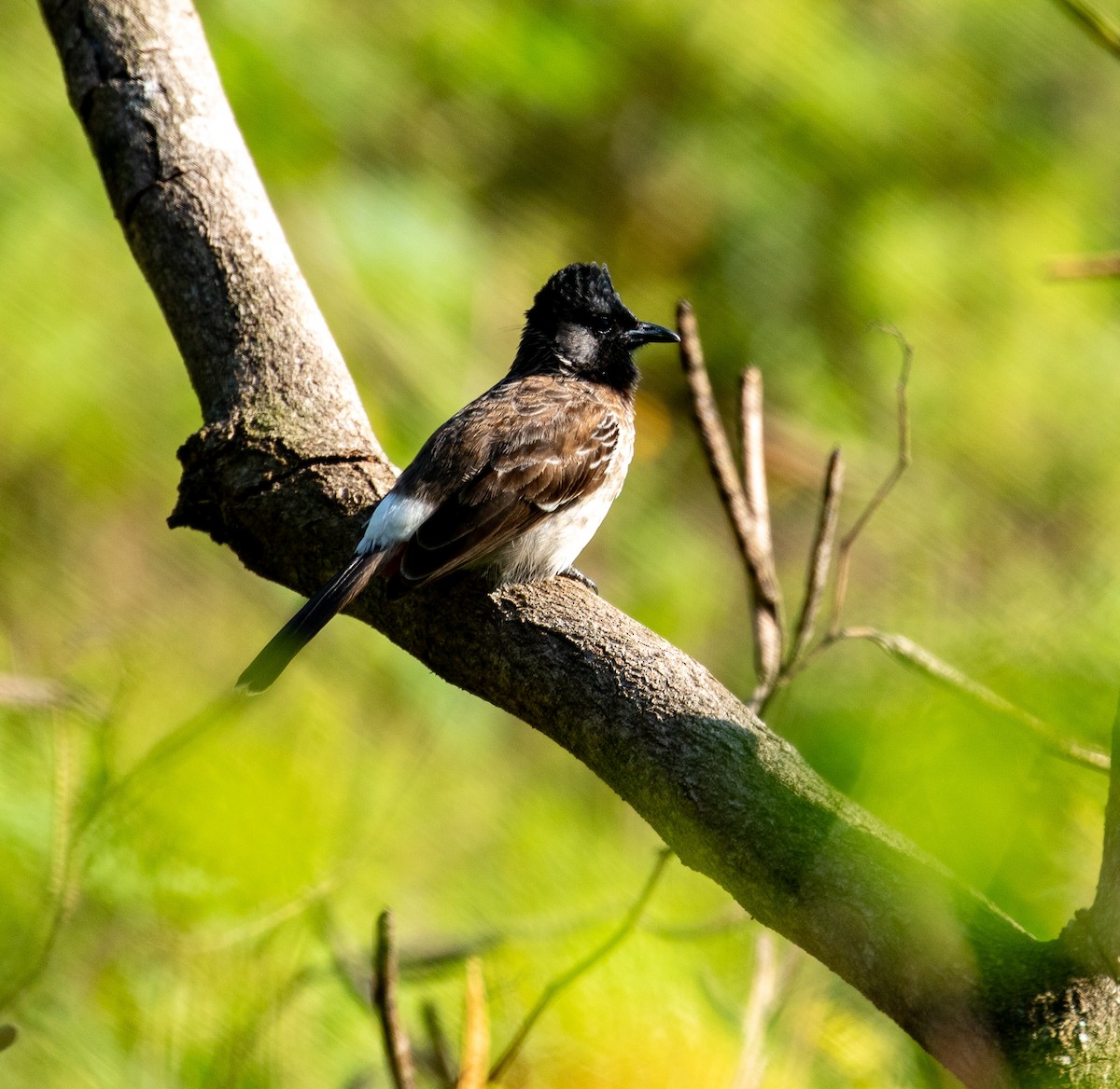 Red-vented Bulbul - ML217594841