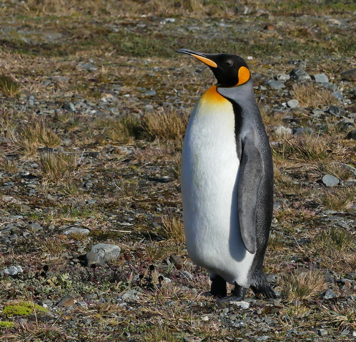 King Penguin - ML217597781