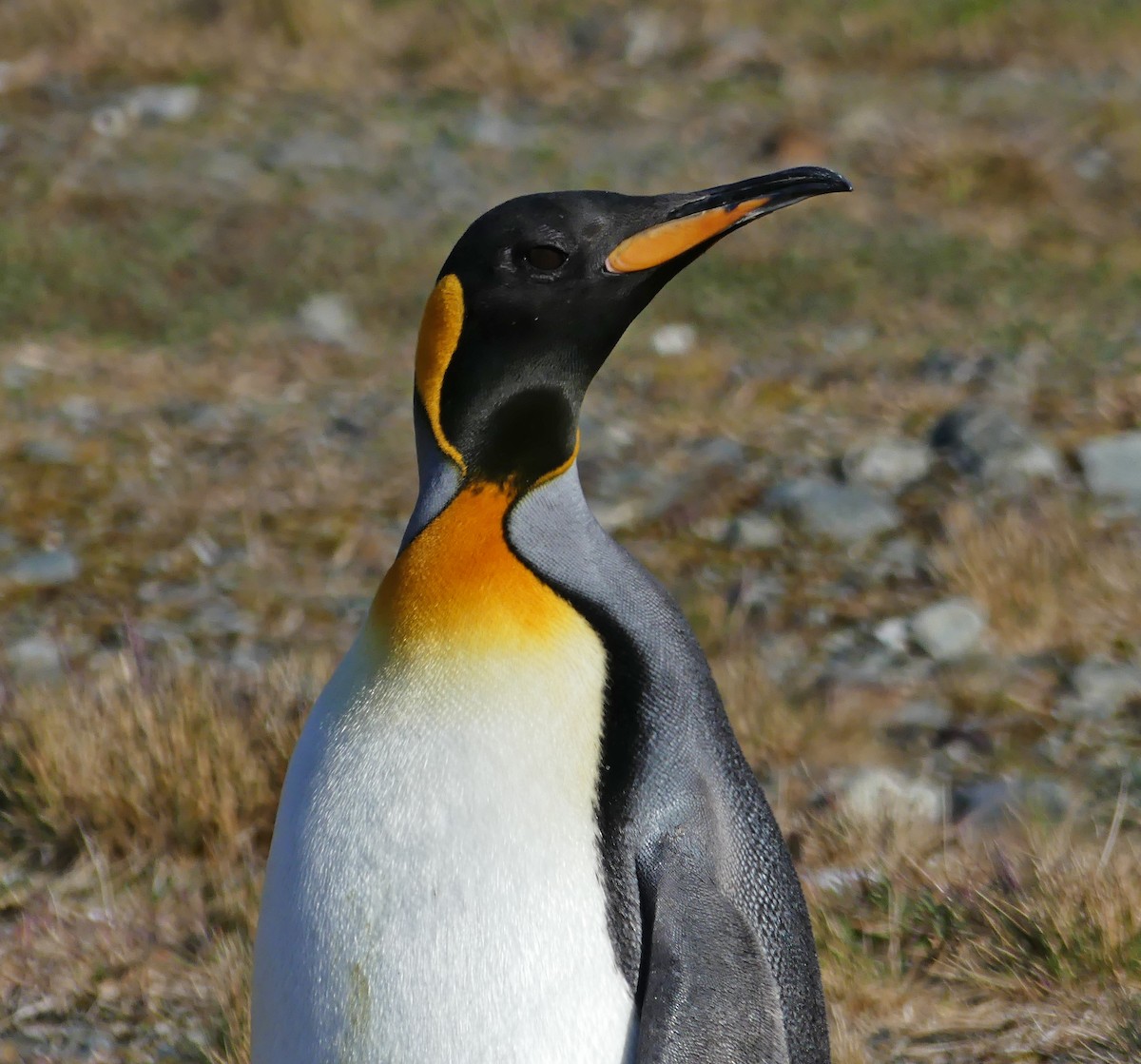 King Penguin - ML217597831
