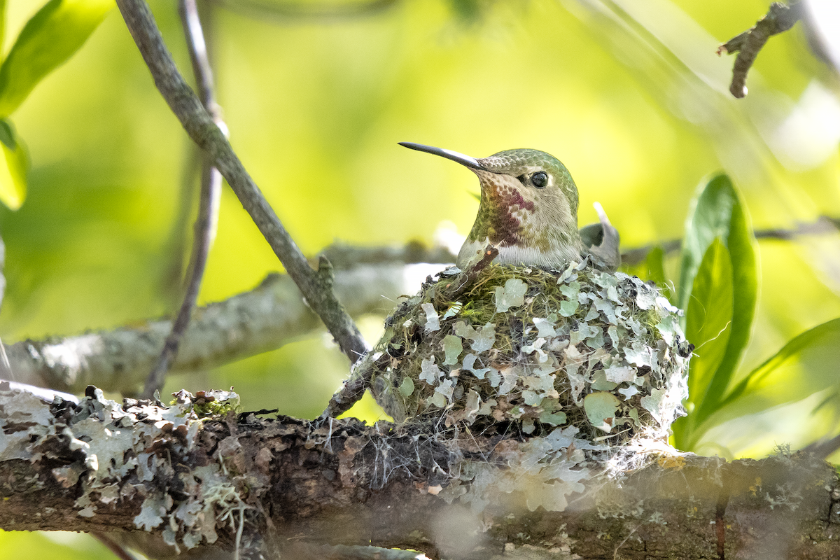 Anna's Hummingbird - David Badke