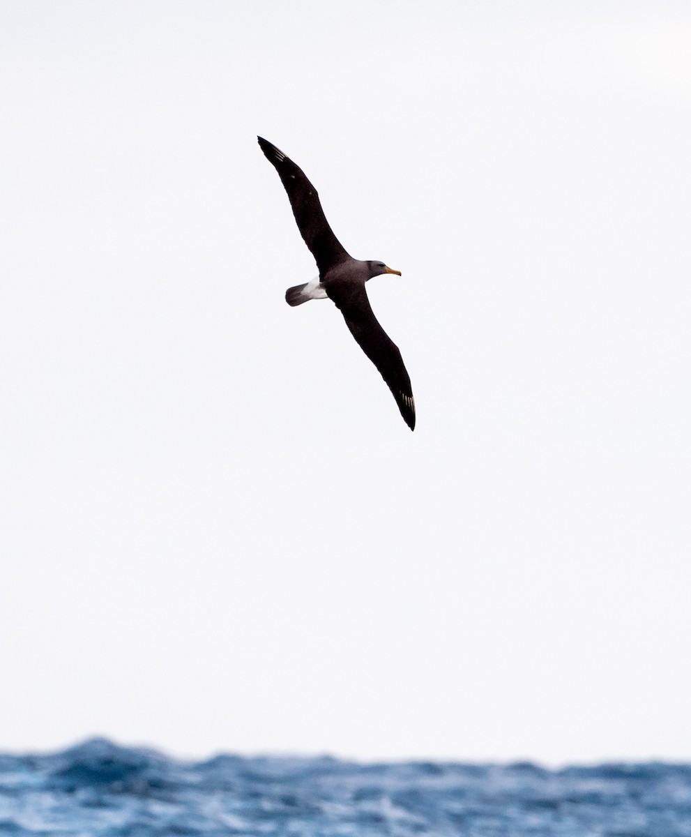 Albatros de las Chatham - ML217599021
