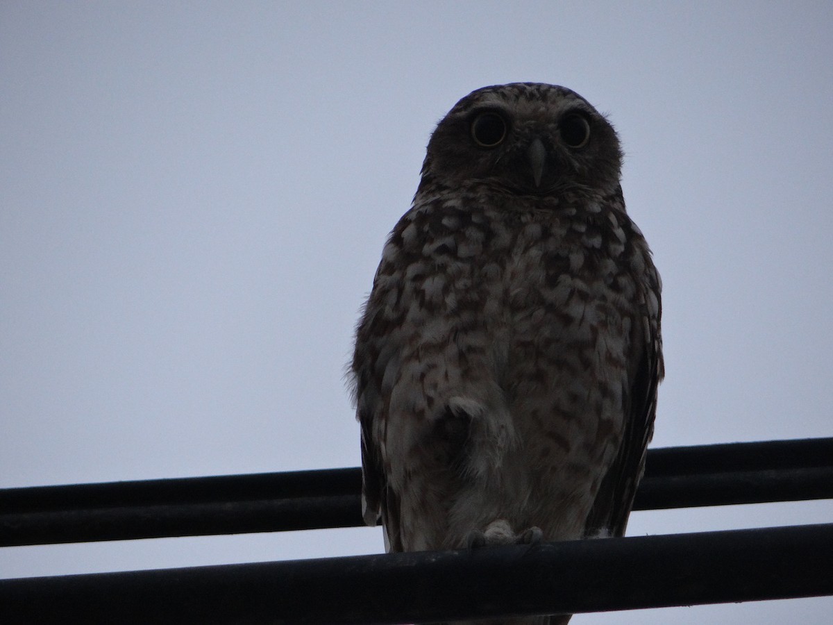 Burrowing Owl - ML217599701