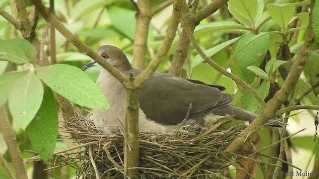 White-tipped Dove (decolor) - ML217600341
