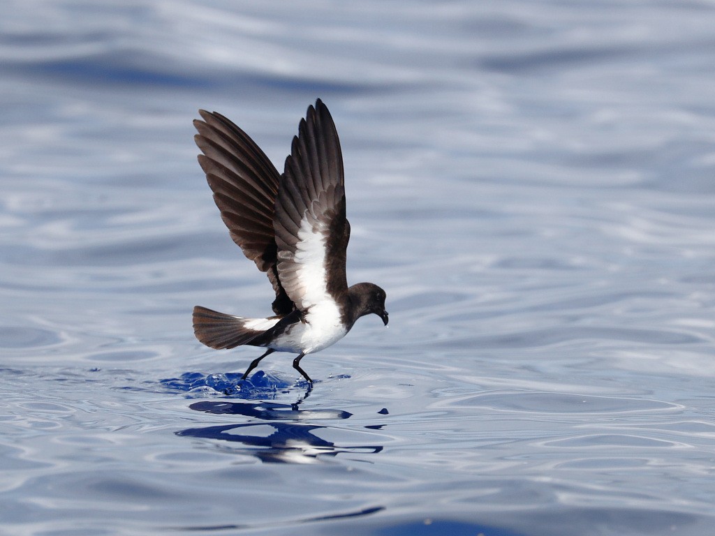 White-bellied Storm-Petrel - jannette and peter manins