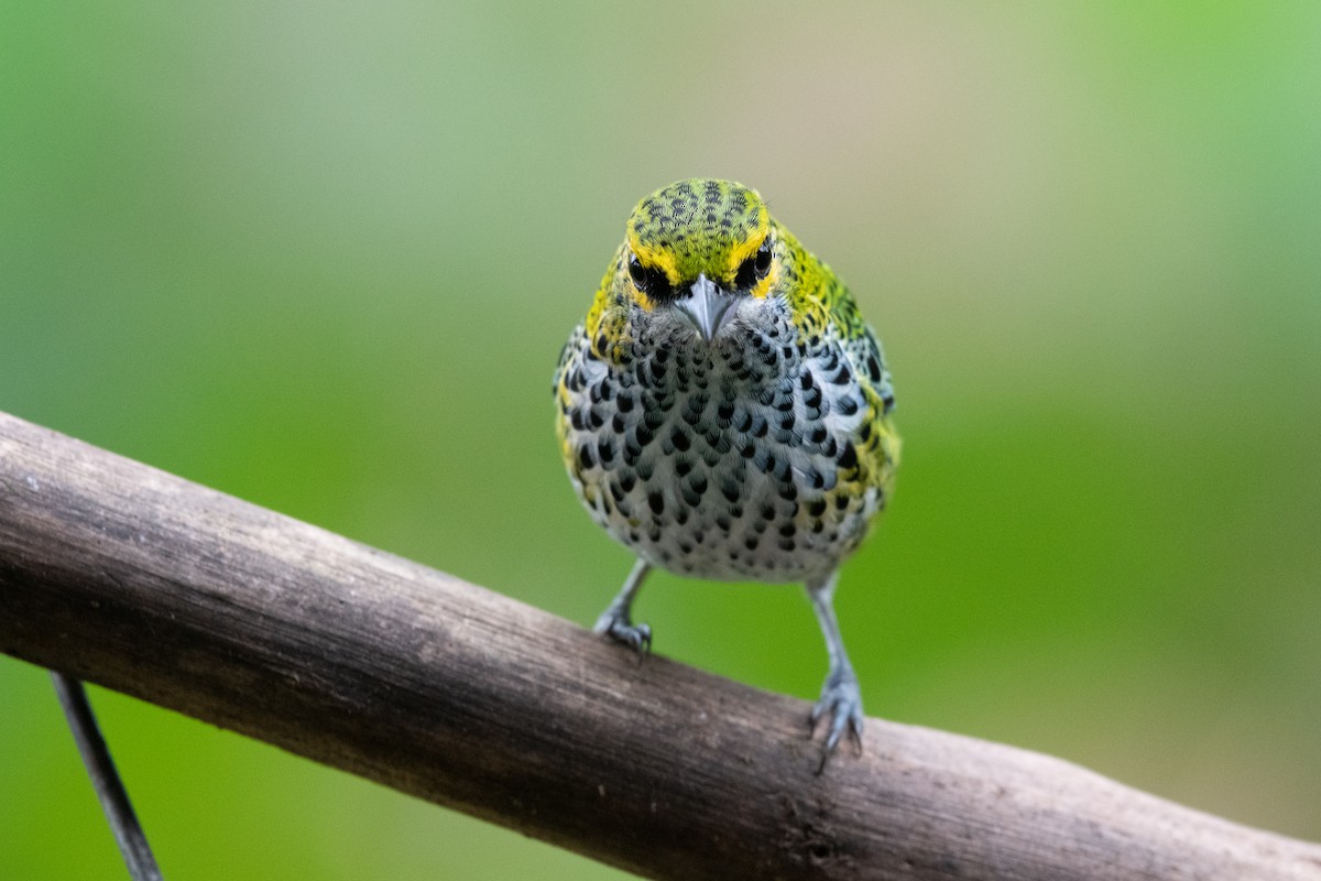 Speckled Tanager - Matthew Bell
