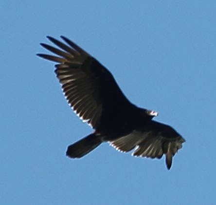 Turkey Vulture - sicloot