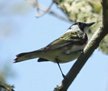 Chestnut-sided Warbler - sicloot